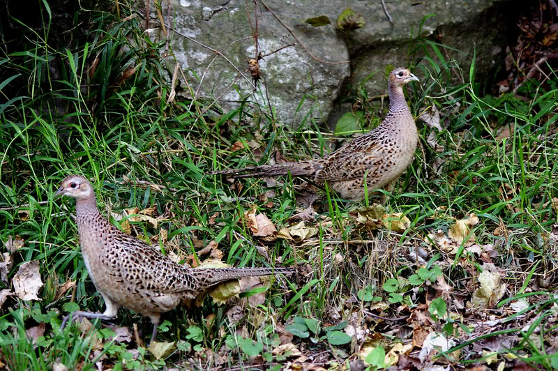 Pheasant Hunt - hens