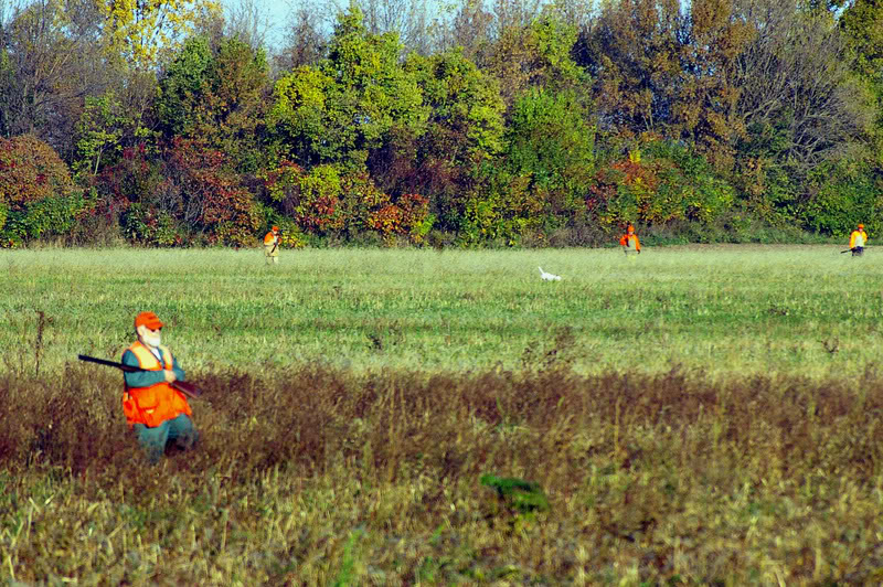 Working the field cover on Pelee Island