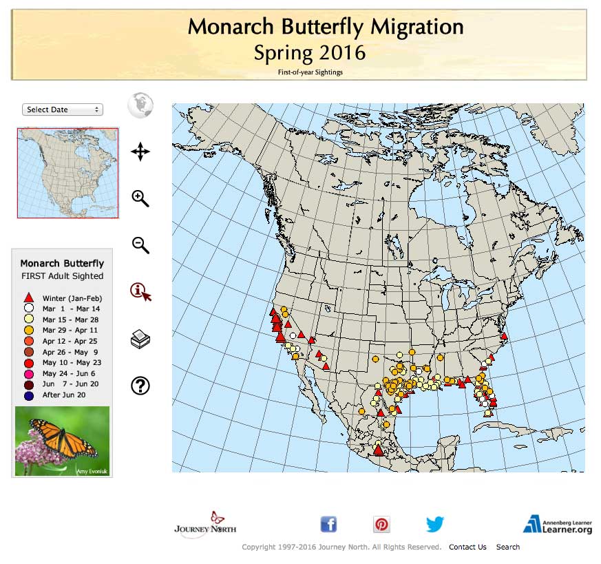 Monarch Butterfly Migration 2016