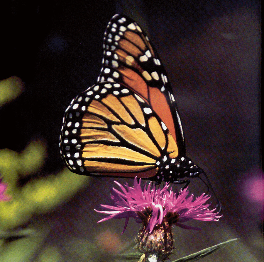 monarch butterfly pelee island